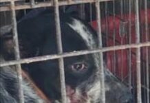 Menor muere tras ataque de perros en Matamoros