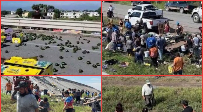 Rapiña masiva de aguacates tras volcadura en Reynosa