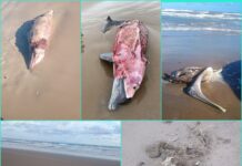 Delfines en peligro: denuncian ecocidio en costas de Tamaulipas