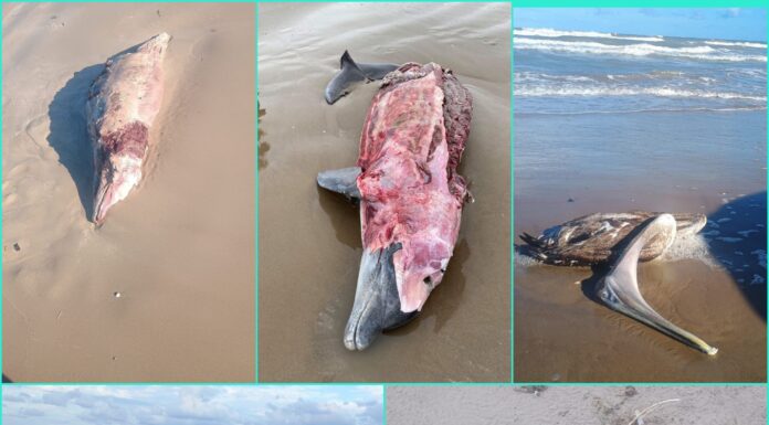 Delfines en peligro: denuncian ecocidio en costas de Tamaulipas
