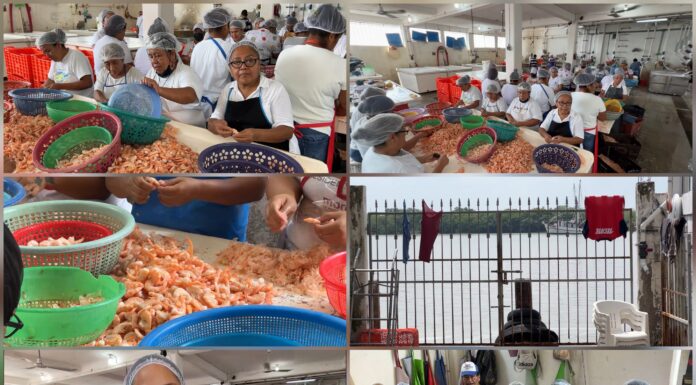 Mujeres de Tampico quedan sin empleo por cierre de despicadora