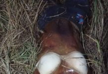 Encuentran mujer sin vida durante búsqueda en brechas