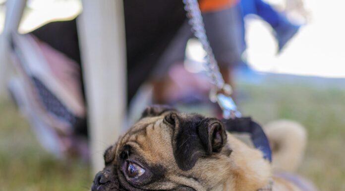 Imparable Gobierno de Reynosa por la salud de las mascotas