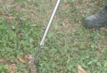 Capturan víbora de cascabel en secundaria de Camargo