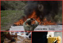 Escándalo en la FGR: funcionarios cambian cocaína por leche en polvo