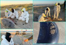 Starship deja residuos en costas de Tamaulipas y provoca alarma ambiental