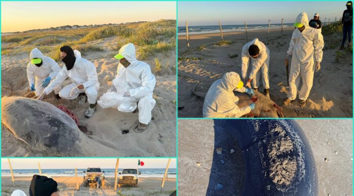 Starship deja residuos en costas de Tamaulipas y provoca alarma ambiental