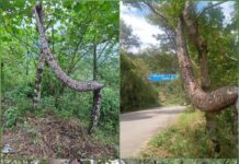 ¡De Terror ! Vecinos acaban con una gigantesca víbora