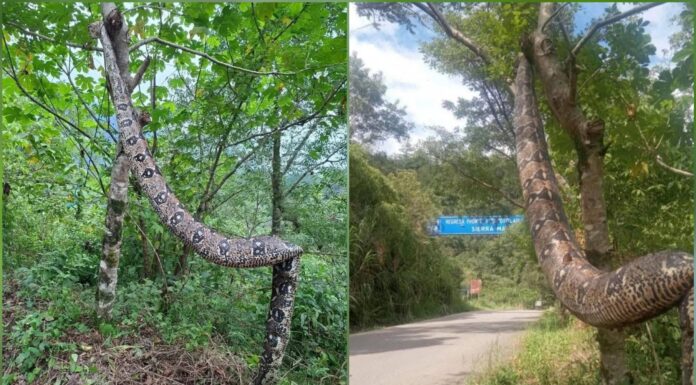 ¡De Terror ! Vecinos acaban con una gigantesca víbora
