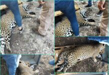 Leopardo es capturado vivo en Tamaulipas tras ataques a ganado