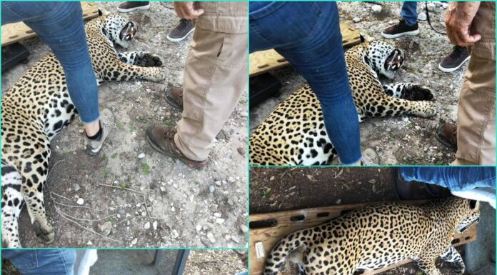 Leopardo es capturado vivo en Tamaulipas tras ataques a ganado