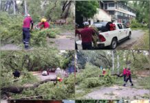 Frente frío 11 provoca caída de árboles y poste en Ciudad Victoria