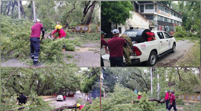Frente frío 11 provoca caída de árboles y poste en Ciudad Victoria