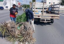 Continúa Gobierno de Reynosa con trabajo de limpieza y mantenimiento