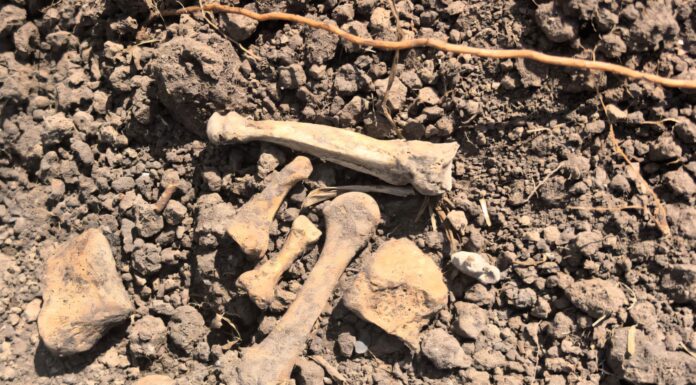 Restos humanos hallados en Reynosa alertan sobre fosas clandestinas