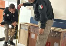 Aseguran avestruces en aeropuerto de Reynosa