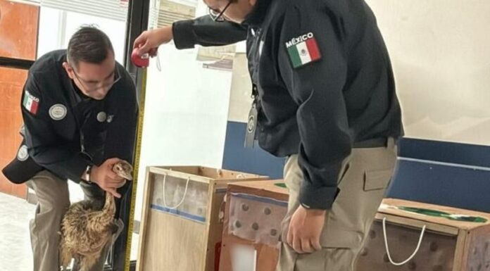 Aseguran avestruces en aeropuerto de Reynosa