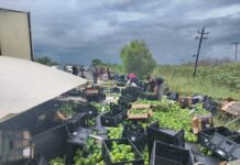 Vuelca tráiler con morrones y pepinos en la carretera Victoria–Matamoros