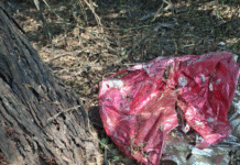 Localizan cráneos humanos en Reynosa durante búsqueda de fosas clandestinas