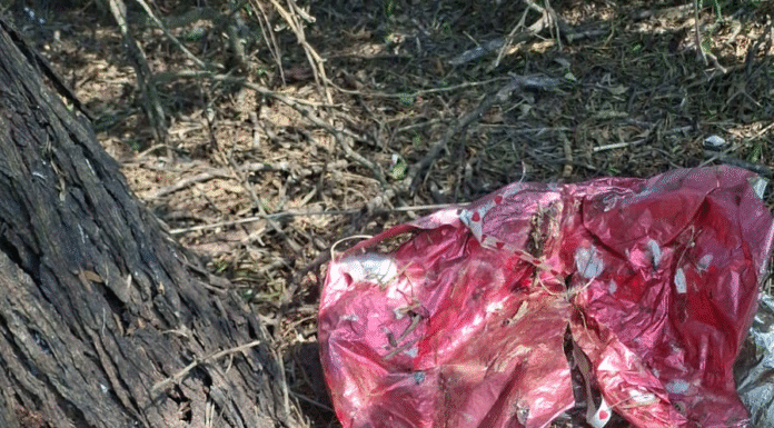 Localizan cráneos humanos en Reynosa durante búsqueda de fosas clandestinas