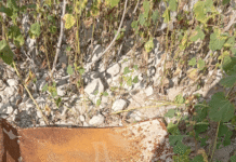 Restos calcinados hallados en nueva búsqueda de desaparecidos en Tamaulipas