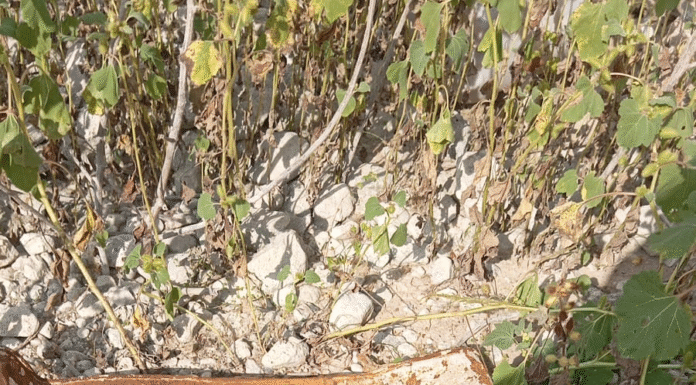 Restos calcinados hallados en nueva búsqueda de desaparecidos en Tamaulipas