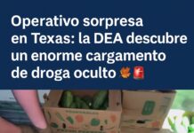 DEA descubre más de 400 kilos de metanfetamina ocultos en cajas de calabaza