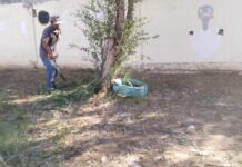 Podan cuadrillas municipales árboles, para seguridad de alumnos de escuela de Reynosa