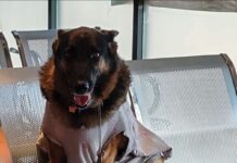 Recomienda Alcalde Carlos Peña Ortiz cuidado de mascotas por temporada invernal