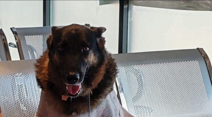 Recomienda Alcalde Carlos Peña Ortiz cuidado de mascotas por temporada invernal