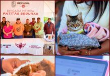 Reynosa impulsa registro CURMA para proteger mascotas