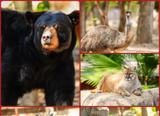 Zoológico Tamatán busca sumar nuevas especies