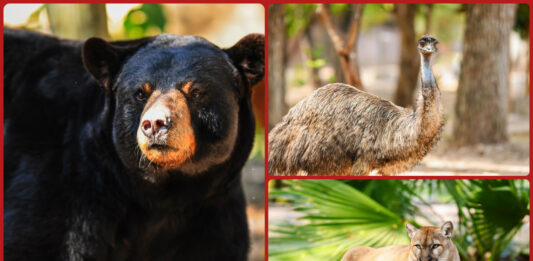 Zoológico Tamatán busca sumar nuevas especies