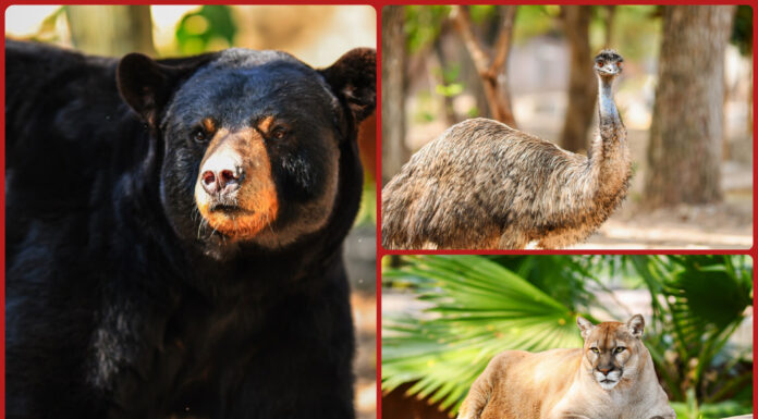 Zoológico Tamatán busca sumar nuevas especies