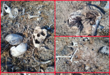 Colectivo reporta hallazgo de restos humanos en Reynosa