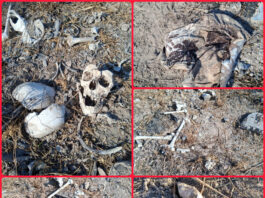 Colectivo reporta hallazgo de restos humanos en Reynosa