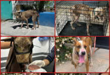 Rescatan a perro en condiciones críticas en Matamoros; ya fue adoptado y evoluciona favorablemente