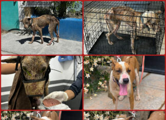 Rescatan a perro en condiciones críticas en Matamoros; ya fue adoptado y evoluciona favorablemente