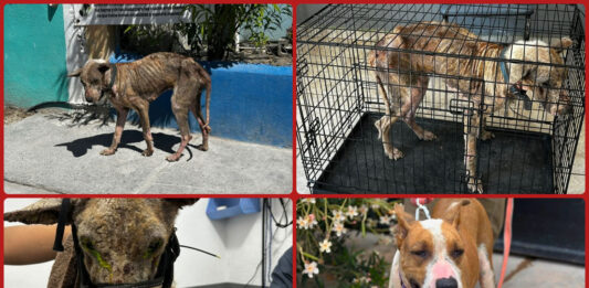 Rescatan a perro en condiciones críticas en Matamoros; ya fue adoptado y evoluciona favorablemente
