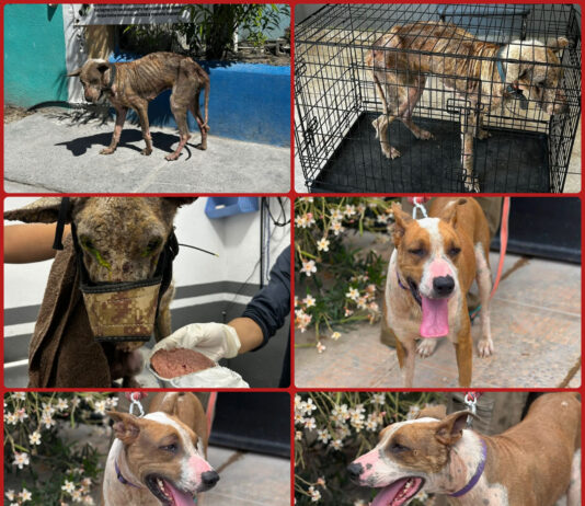 Rescatan a perro en condiciones críticas en Matamoros; ya fue adoptado y evoluciona favorablemente