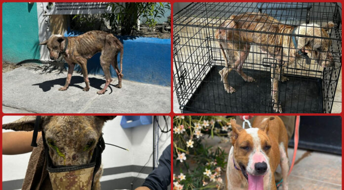 Rescatan a perro en condiciones críticas en Matamoros; ya fue adoptado y evoluciona favorablemente