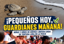 Niñas y niños de Güémez participan en la liberación de crías de tortuga lora en La Pesca