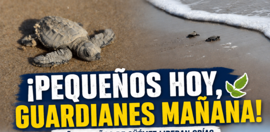 Niñas y niños de Güémez participan en la liberación de crías de tortuga lora en La Pesca