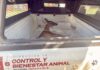 Resguarda Gobierno de Carlos Peña Ortiz venada rescatada en la colonia Loma Real