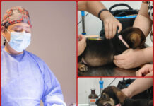 Rescata Gobierno de Reynosa a dos cachorros y refuerza acciones de bienestar animal