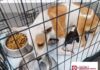 Rescató Gobierno de Carlos Peña Ortiz a canino y sus cachorros en Hacienda Las Fuentes