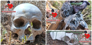 Localizan restos humanos y una fosa clandestina en Miguel Alemán