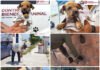 Gobierno de Reynosa rescata a cachorro y familia de tlacuaches en operativos de protección animal
