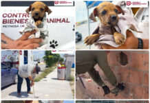 Gobierno de Reynosa rescata a cachorro y familia de tlacuaches en operativos de protección animal