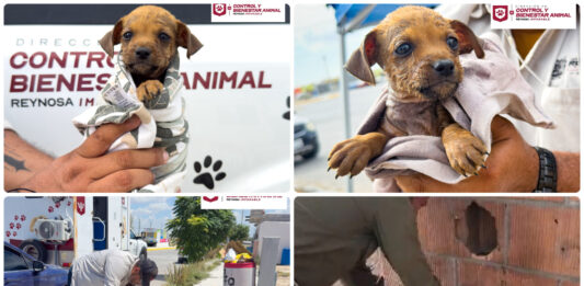 Gobierno de Reynosa rescata a cachorro y familia de tlacuaches en operativos de protección animal